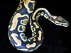 Labyrinth Jungle Ball Python