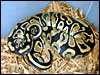 Labyrinth Jungle Ball Python