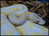 Lavender Albino Ball Python