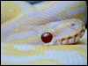 Lavender Albino Ball Python