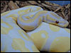 Lavender Albino Ball Python