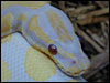 Lavender Albino Ball Python