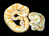 2001 baby Lavender "left" normal Albino "right"