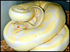 Adult lavender Albino