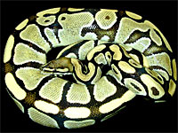 Lemon/Lime Hypo Ball Python
