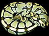 Lemon/Lime Hypo Ball Python