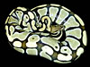 Lemon/Lime Hypo Ball Python