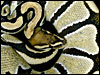 Lemon/Lime Hypo Ball Python