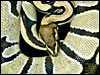 Lemon/Lime Hypo Ball Python