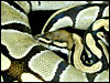 Lemon/Lime Hypo Ball Python