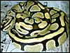 Lemon/Lime Hypo Ball Python