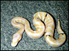 2002 Paradox Albino Ball Python