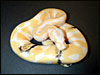 2002 Paradox Albino Ball Python