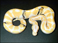 2002 Paradox Albino Ball Python