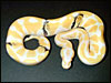 2002 Paradox Albino Ball Python