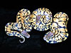  " Classic" Pastel Jungle Ball Python