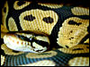 Lemon Pastel Jungle Ball Python