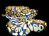  " Classic" Pastel Jungle Ball Python