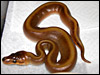 03 Patternless before shed...........I love the little cheeks......;)