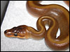 Patternless Ball Python