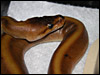 Patternless Ball Python