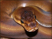 Patternless Ball Python