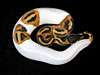 Piebald Ball Python