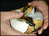 Piebald Ball Python