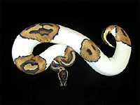 Piebald Ball Python