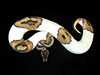 Piebald Ball Python