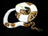 Piebald Ball Pythons