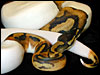 Piebald Ball Pythons