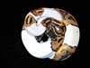 Piebald Ball Pythons