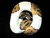 Piebald Ball Python