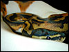 Piebald Ball Python