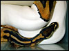 Piebald Ball Python