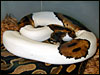 Piebald Ball Python