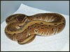 Pinstripe Ball Python