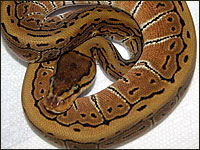 Pinstripe Ball Python