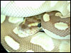 Original male Platinum Ball Python