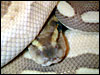 Original male Platinum Ball Python