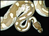 Original male Platinum Ball Python