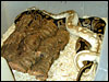 "Original" male Platinum Ball Python breeding for the 2001 season