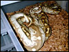 "Original" male Platinum Ball Python breeding one of his " Lesser " daughters for the 2002 breeding season