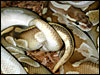 "Original" male Platinum Ball Python breeding one of his " Lesser " daughters for the 2002 breeding season