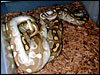 "Original" male Platinum Ball Python breeding one of his " Lesser " daughters for the 2002 breeding season