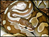 "Original" male Platinum Ball Python breeding one of his " Lesser " daughters for the 2002 breeding season