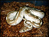 " Original" Platinum Ball Python 2002