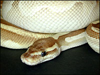 Platinum Ball Python