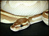 "Original " Platinum Ball Python